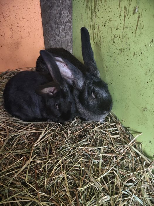 Vând iepuri uriaș german