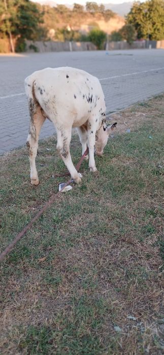 Vând vița de 3 luni