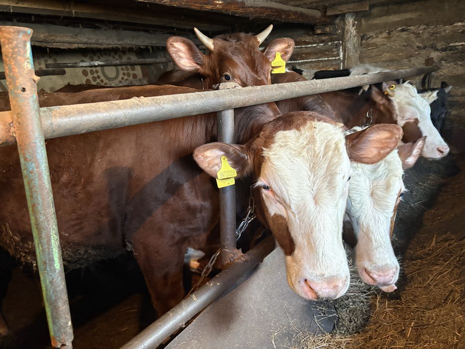 Продам быков и нетелей