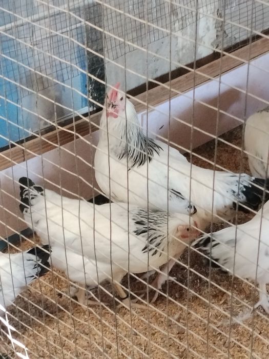 Adler horozla sotiladi