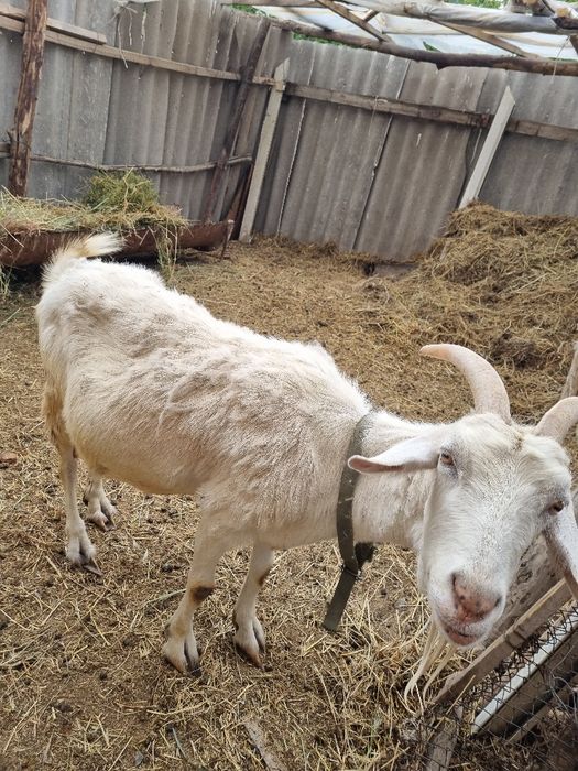 Ешкі сатылады нубинский