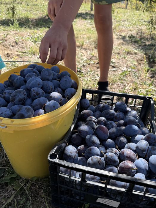 Prune stanley,de dulceata sau compot