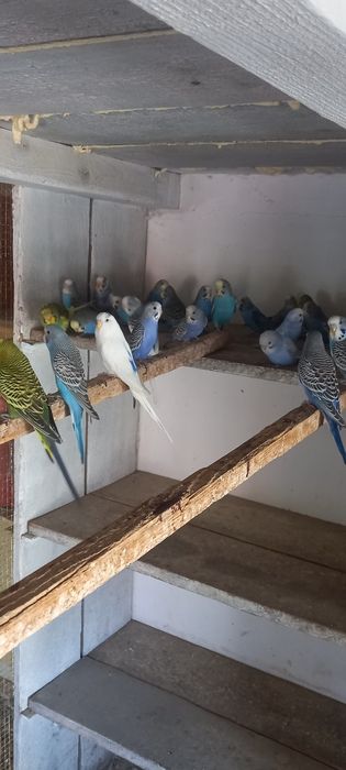 Pui peruși de vînzare