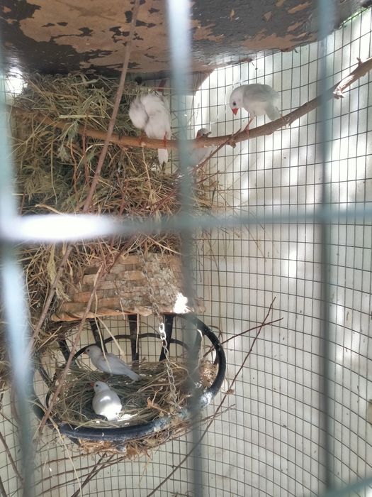 Срочно продам амадинов 6шт.
