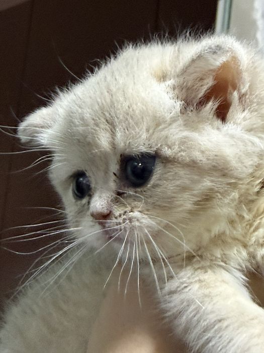 Кошка голубая золотая шиншилла