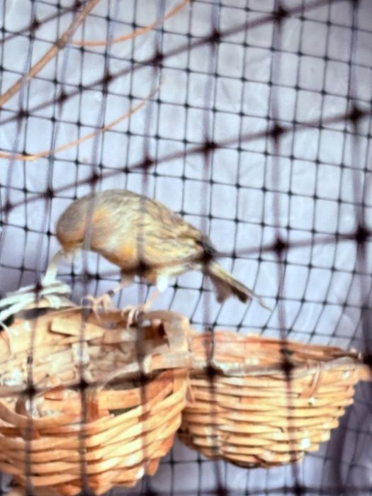 Продавам Канарчета/ Канари