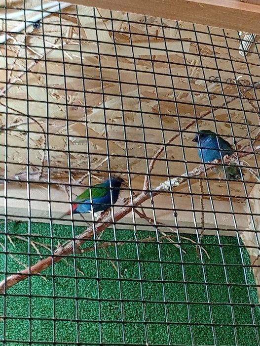 Forbes finch pereche 2025