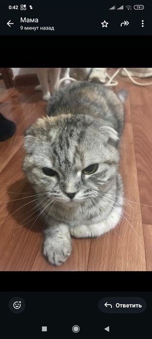 Кот продам кот кот