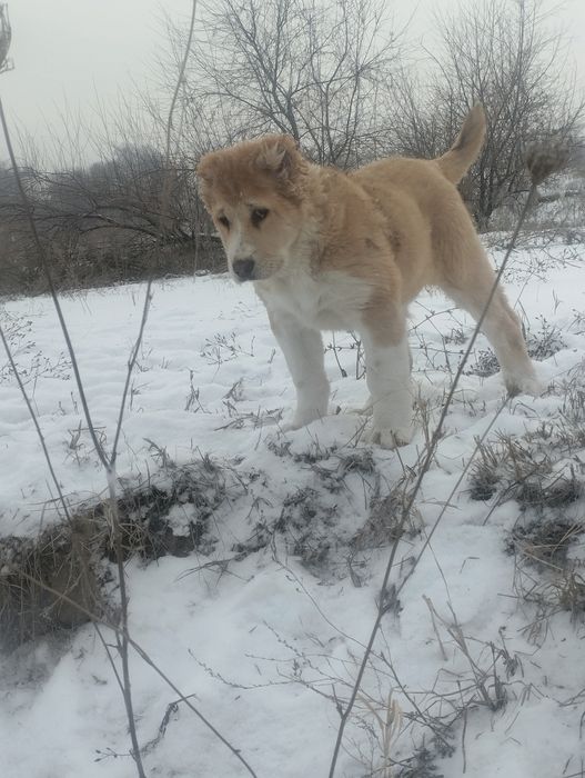 Щенки алабая сао