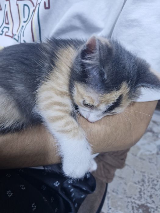 Отдам котёнка в хорошие руки