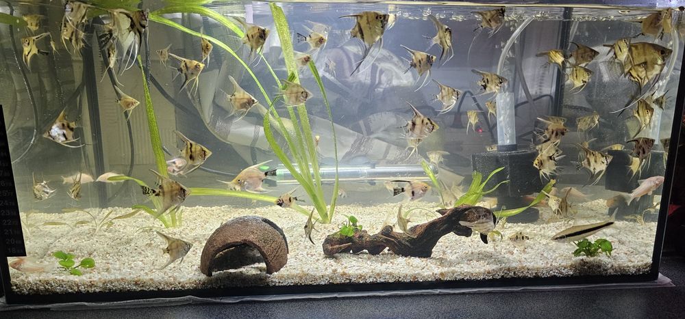 Diferiti pești (scalari, guppy, zebrute molly,sanitari etc)