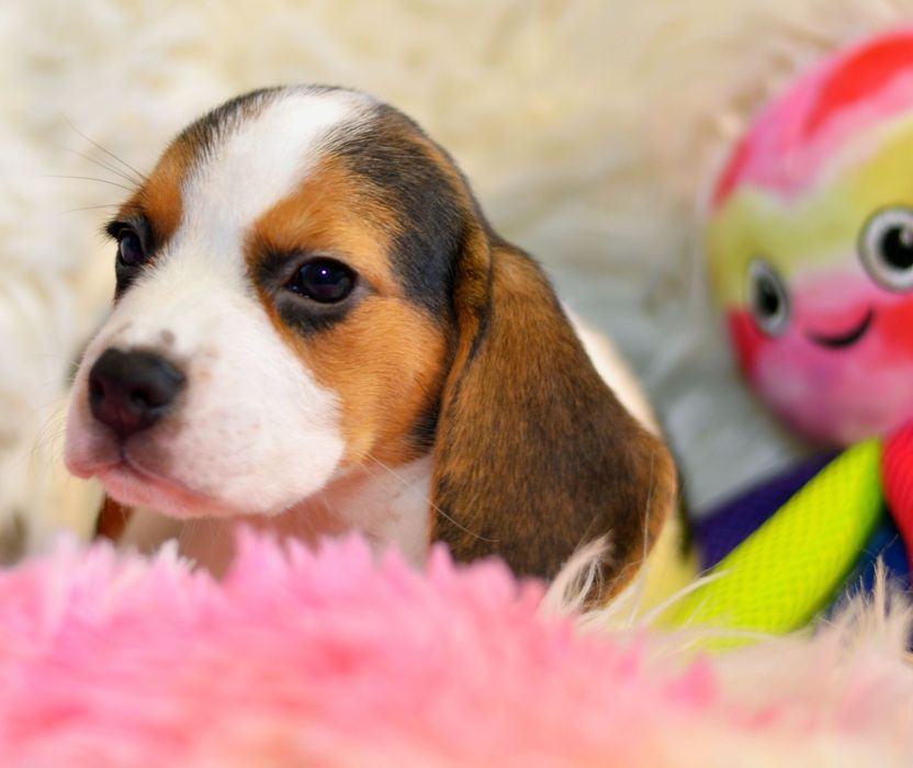 Pui beagle tricolori