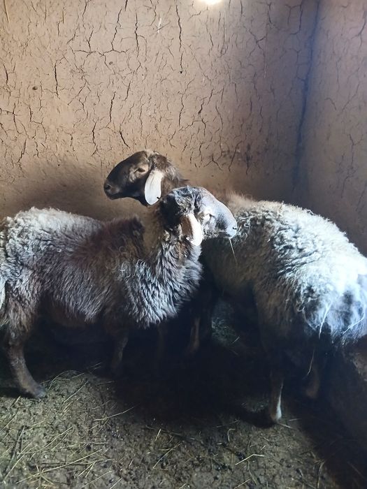 Қошқар гисар породасы сатылады