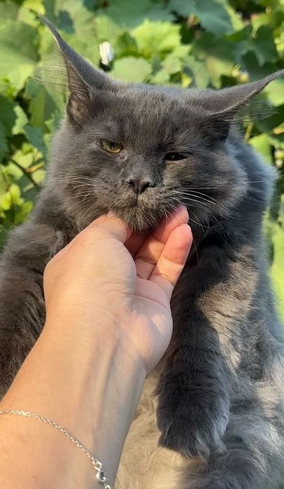 Котята Мейн Куны