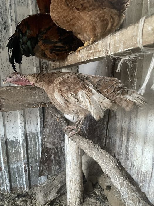 Продам индейку (Палевая) или ОБМЕН на Бронзу/Белую Широкогрудую