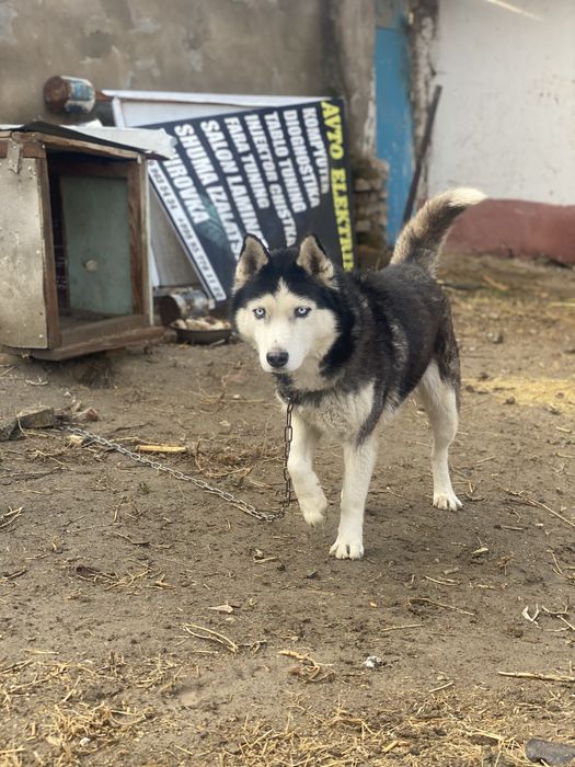 Xaski sotiladi 1500  ayol yosh it