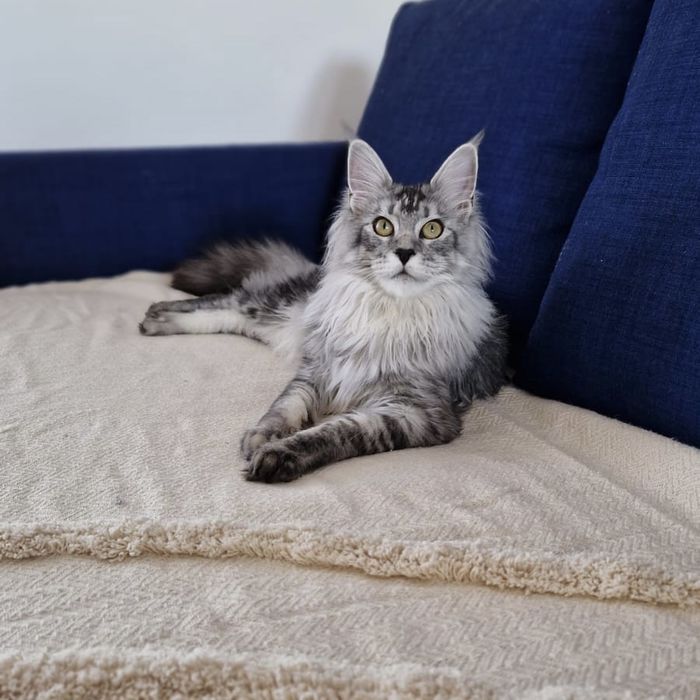 Femela Maine Coon