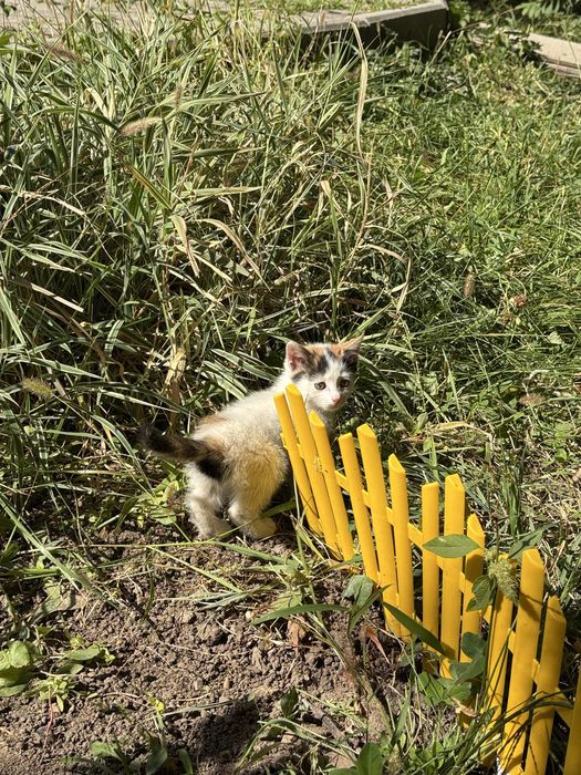 Отдам котят в хорошие руки