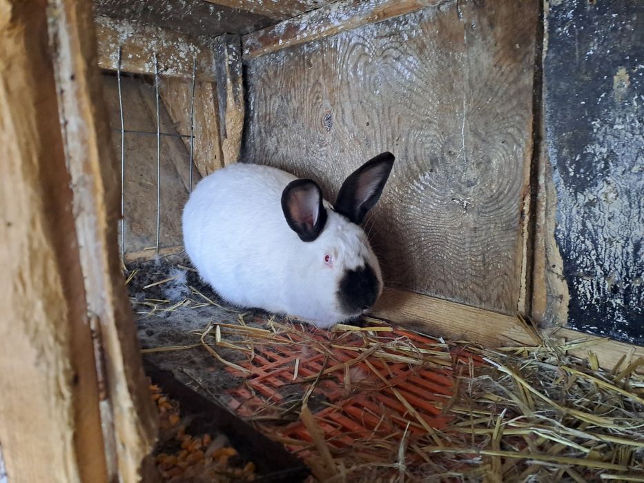 Californian pui de vanzare