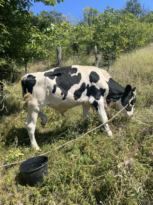 Vând doi tăurași și o vițica