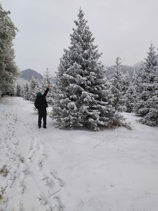 Елки, Сосна, Туи.