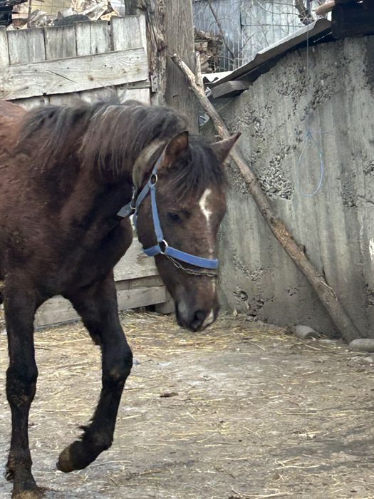 Vand manz de opt luni