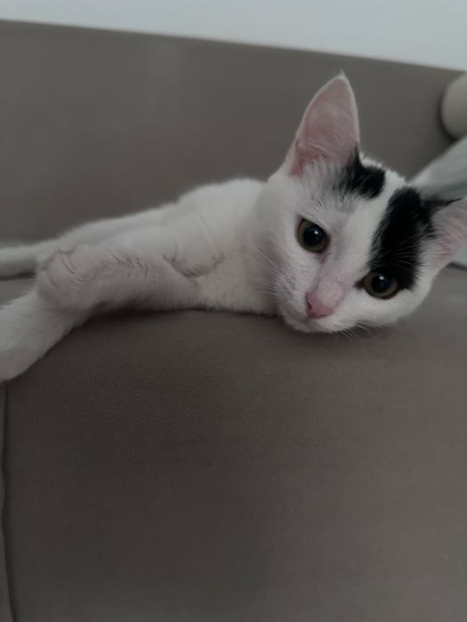 Отдаю котенка в добрые руки!