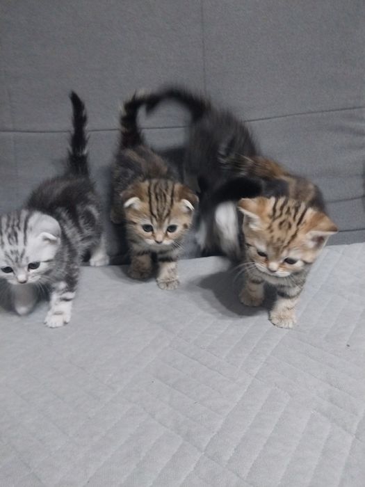 Шотланские котята.