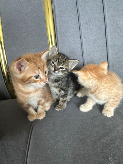 Котята мальчик , девочка отдам в хорошие добрые руки