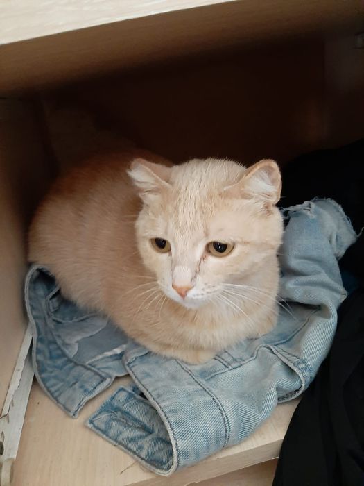 Отдам даром кошки девочки