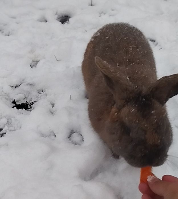Karlik zotli sherigi bn sotladi 200 000 dan