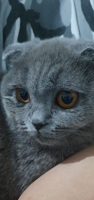 Британская вислоухая кошечка