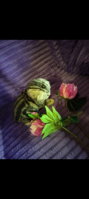 Вязка. Кот ждёт дам.