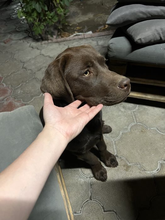 Продам лабрадора