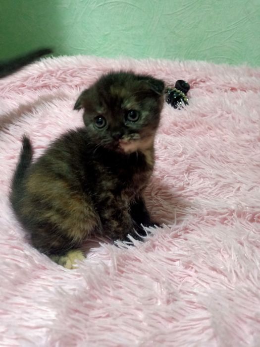 Продам милых котят