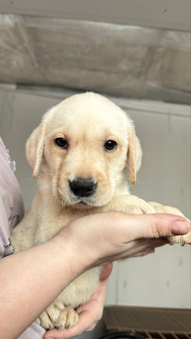 Щенок лабладора