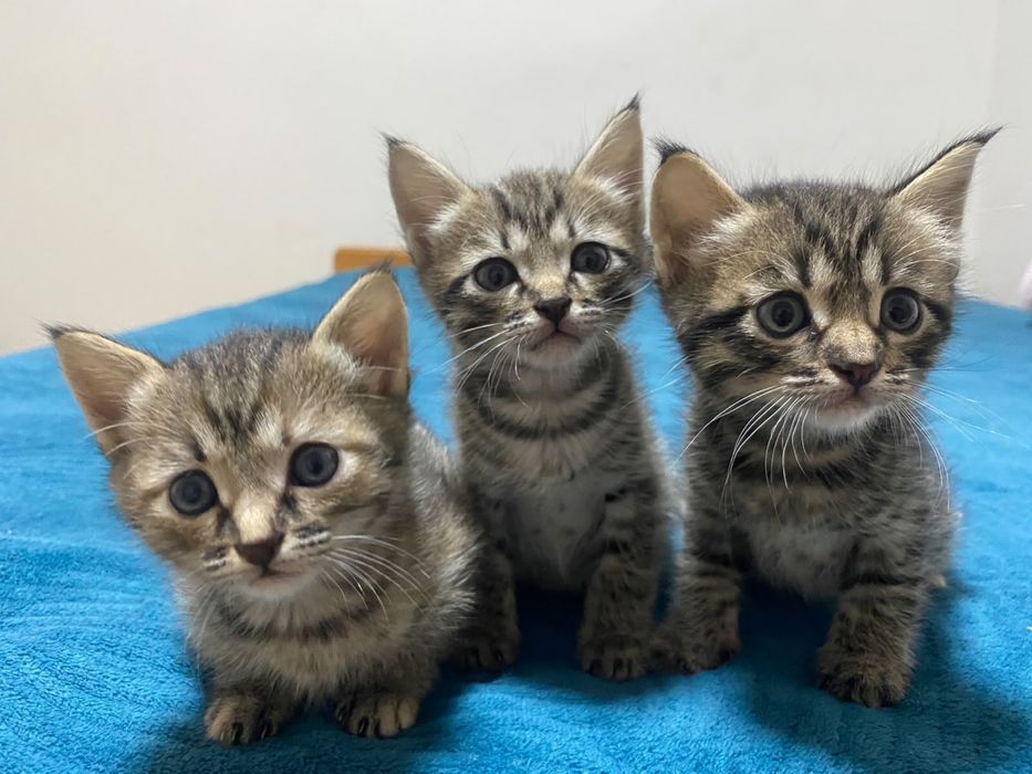 Котят чистые и домашние