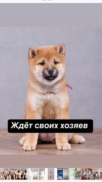 Щенки сиба ину