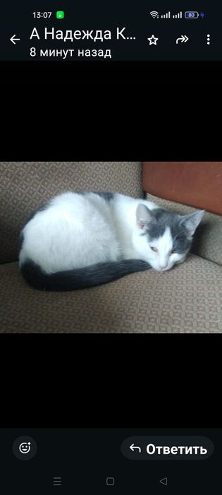 Отдаю кошечку даром