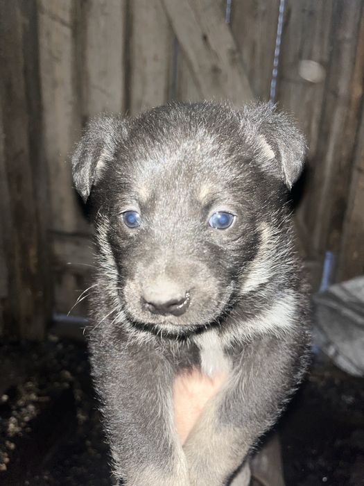 Отдам щенка в добрые руки