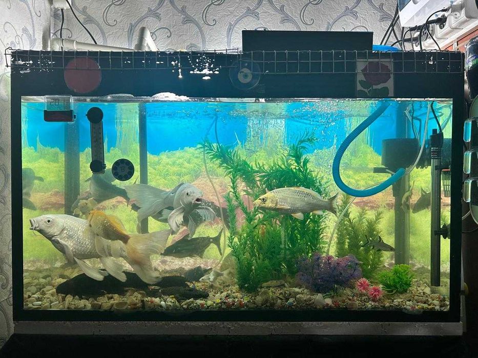 Аквариум 250 литр