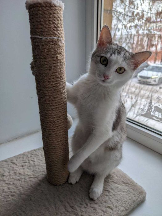 Отдам котёнка в добрые руки