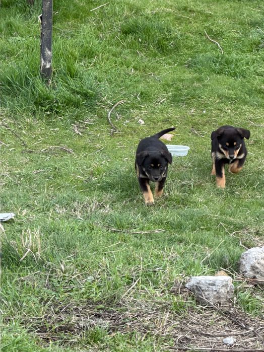 Щенки в добрые руки