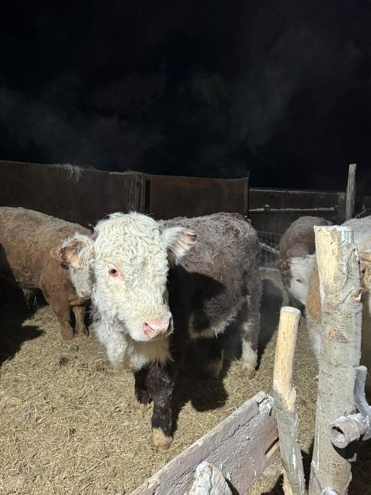 Продам бычков с откорма на племя