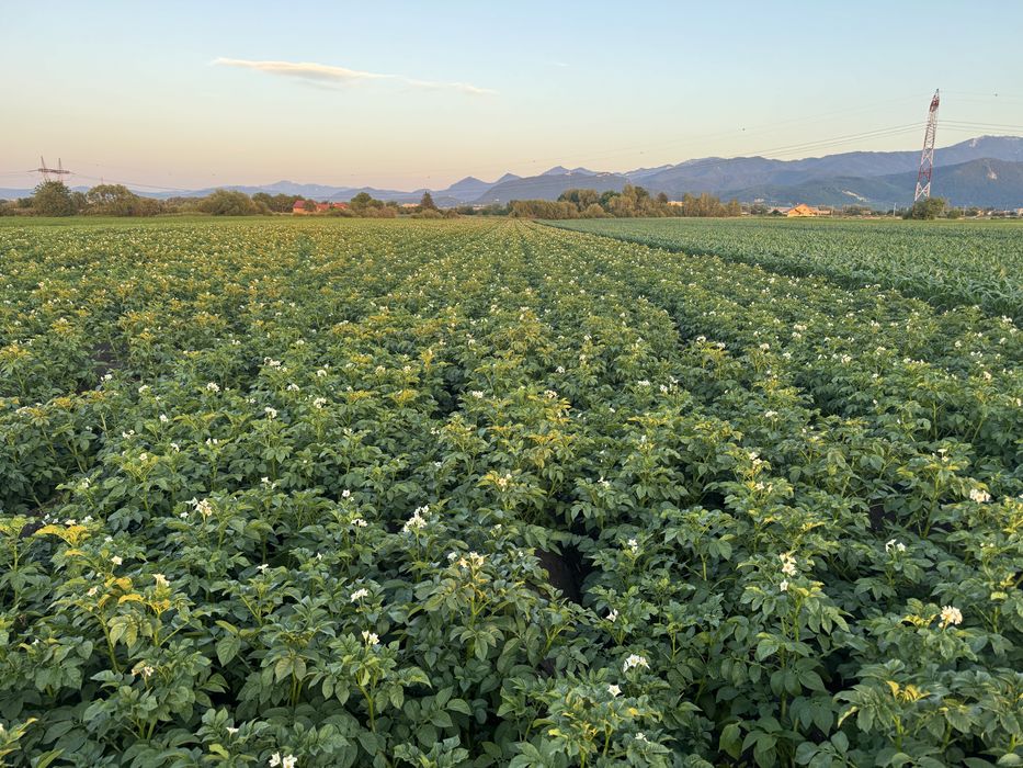 Cartofi samanta clasa B, cartofi albi 50 t,AGRIA,COLOMBA,