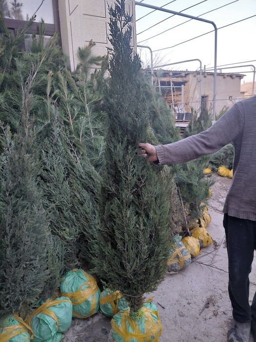 Елки оптом и в Розницу Ширша