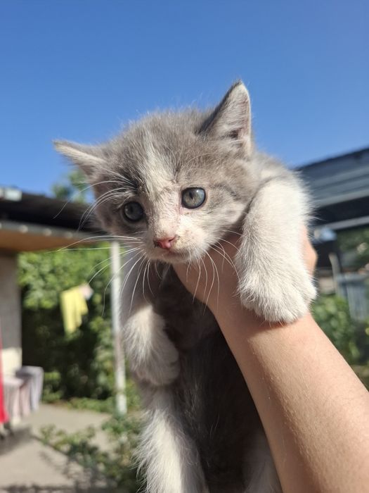 Котята в добрые руки!