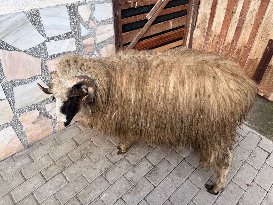 Berbec turcan varsta de un an si pret negociabil