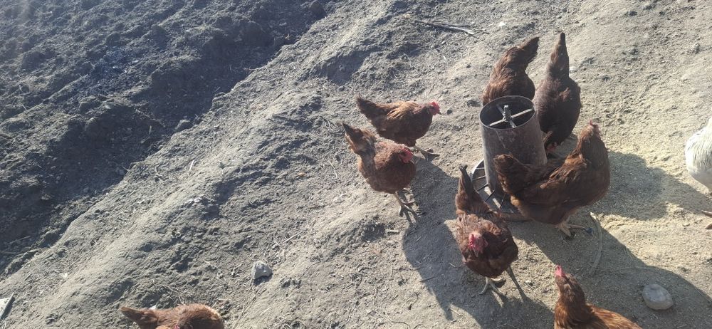 Kariyski xanyap jo‘jalri sotiladi