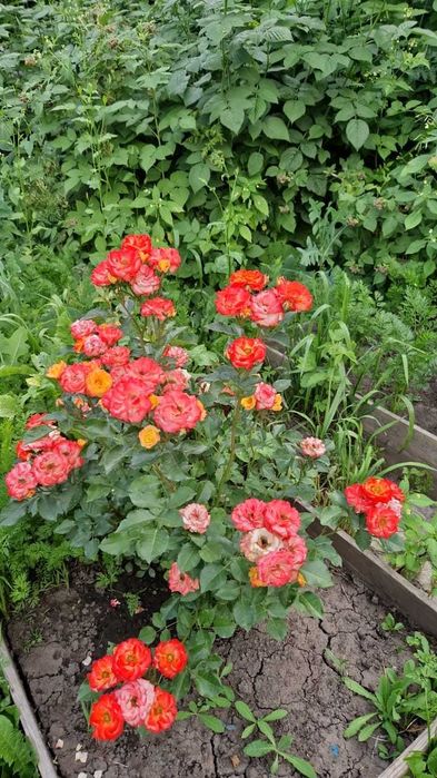 Отдельно стоящий дом